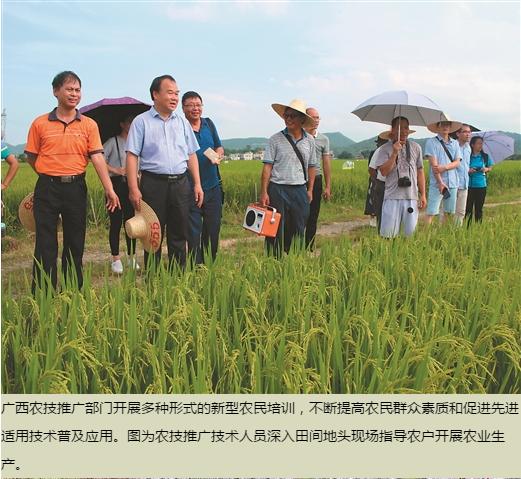 中国农技推广的“广西现象”