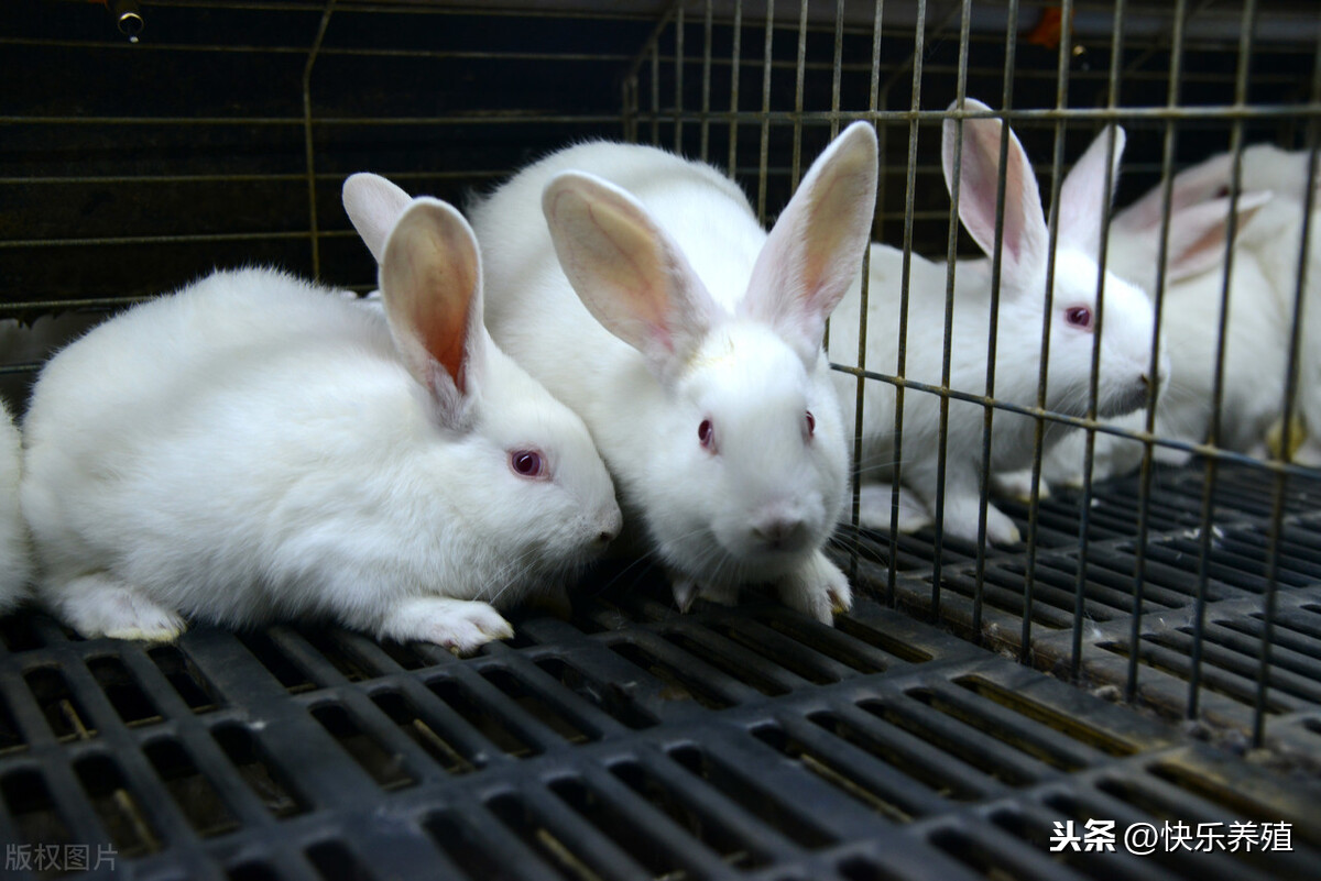 兔子养殖成本利润分析（养一千只兔子一年利润）