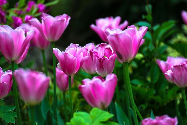 郁金香的花语是爱和永远的祝福，你知道不同颜色，有不同的花语吗