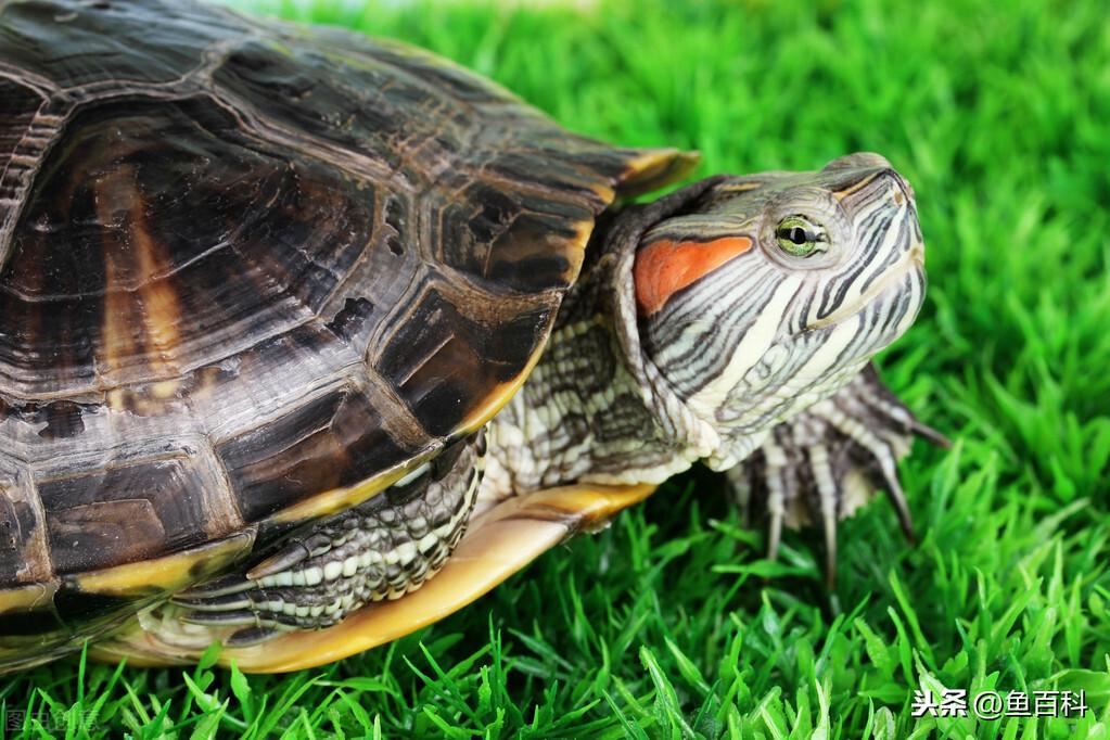 幼小巴西龟怎么分公母「巴西龟公母能一起养吗」-第5张图片