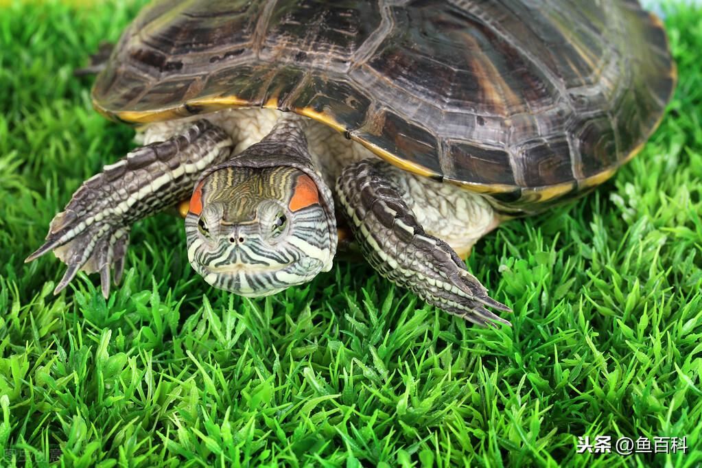幼小巴西龟怎么分公母「巴西龟公母能一起养吗」-第1张图片
