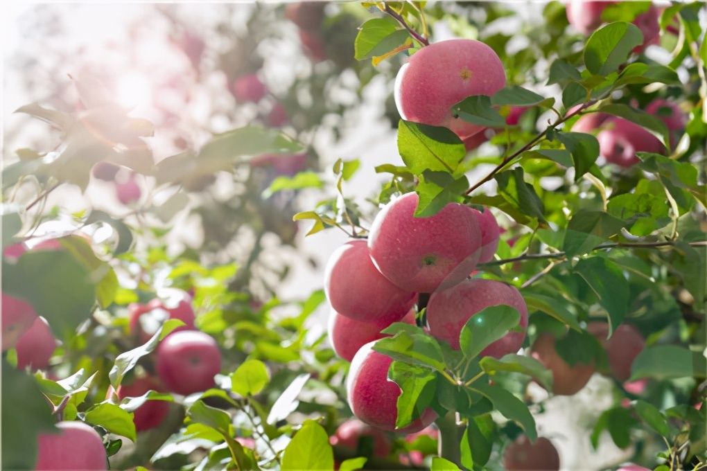 苹果树种植（长治树苗批发市场）