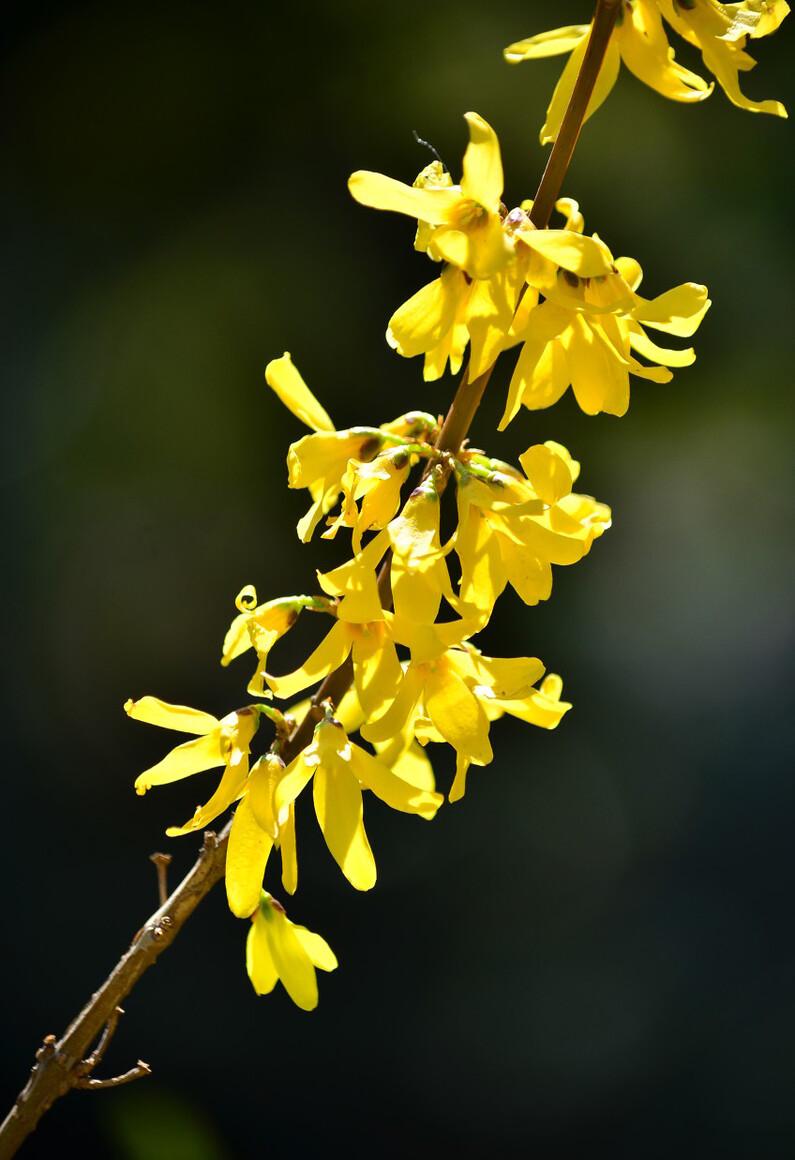 「迎春花」金英翠萼带春寒，黄色花中有几般？