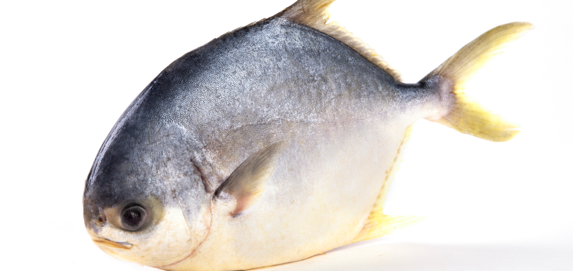 金鲳鱼和海鲈鱼哪个贵