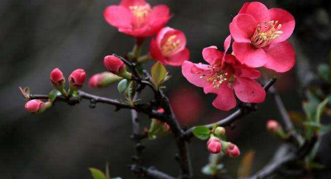 漳州可以种海棠花吗
