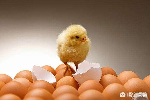 小鸡是由鸡蛋的哪部分发育来的（蛋黄和蛋清是小鸡的哪个部分）