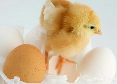 小鸡是由鸡蛋的哪部分发育来的（蛋黄和蛋清是小鸡的哪个部分）