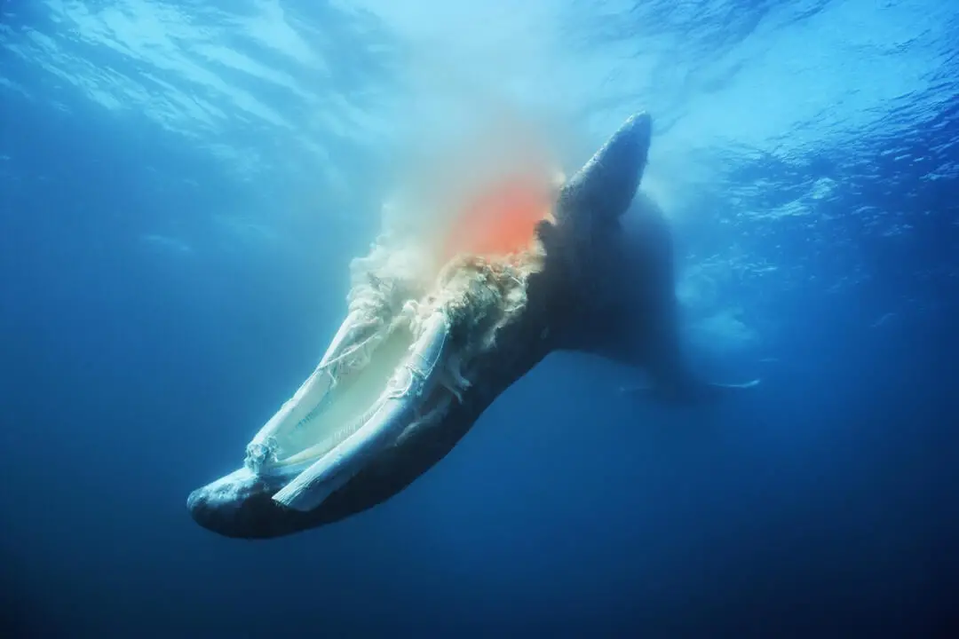 茫茫大海都不迷路，鲸鱼为什么会搁浅？搁浅后为什么没办法救它？