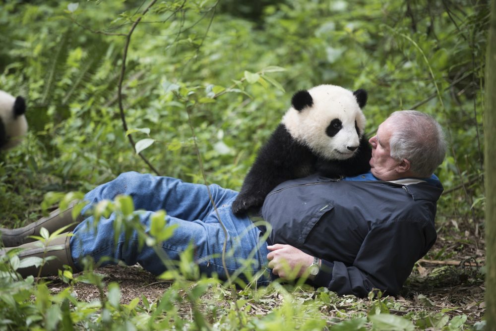 全球233个国家，为什么只有中国可以拥有“大熊猫”？