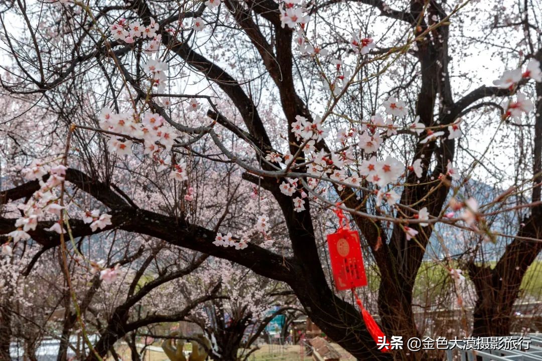 2022年林芝桃花节，最佳拍摄地点及摄影攻略