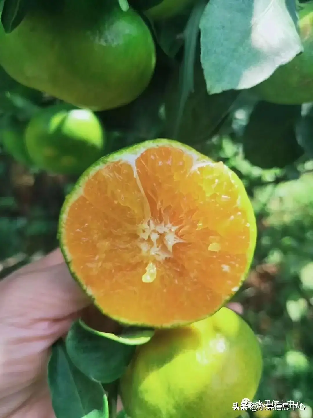 柑橘产地最全图鉴，一份柑橘指南大解析