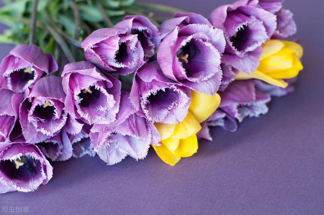 紫色郁金香的花语是什么（不同颜色的郁金香花语和寓意）