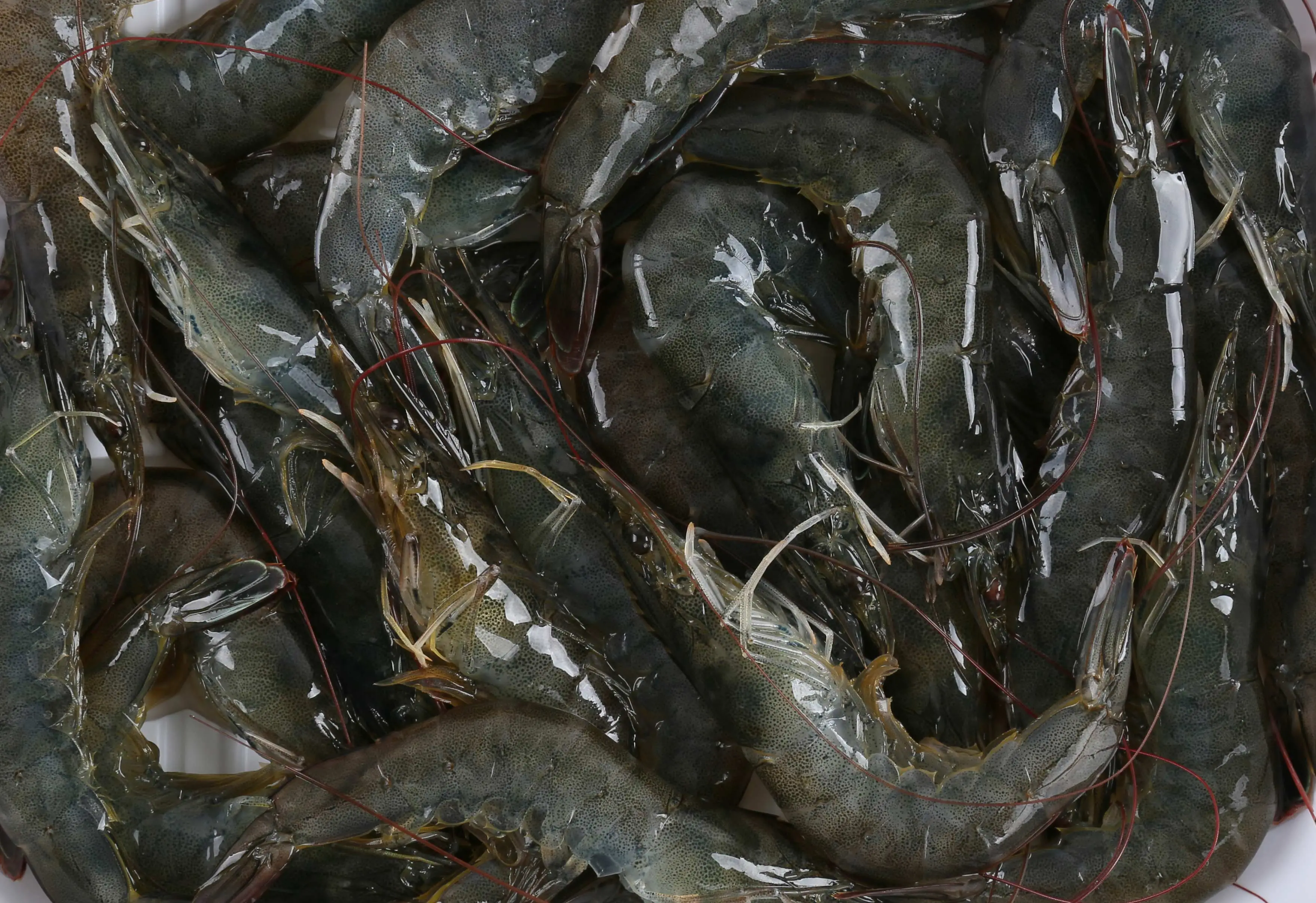 海虾和淡水虾的区别（海虾和淡水虾的营养价值区别）