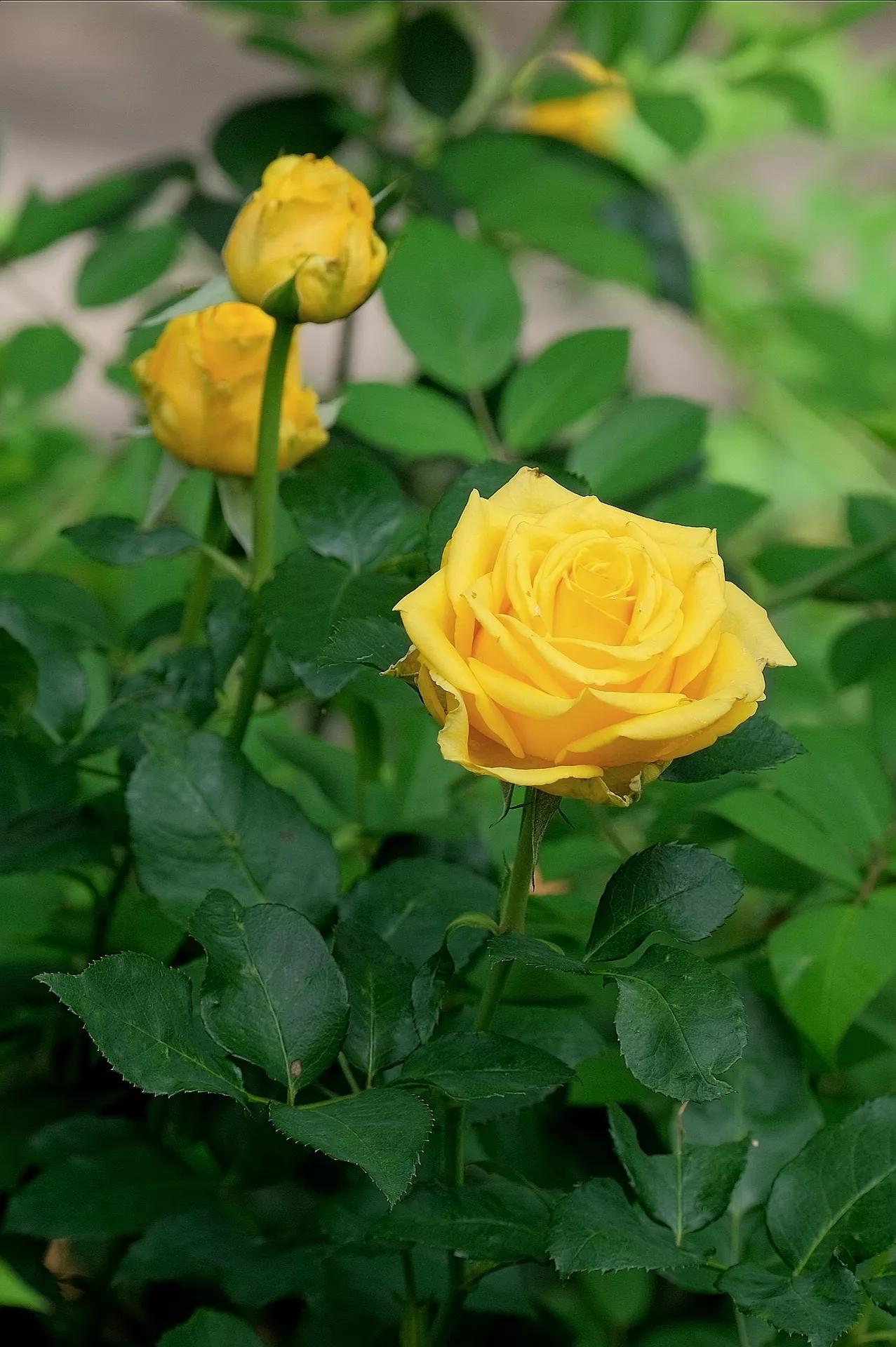 黄玫瑰花语的准确意思（黄玫瑰数量代表的含义和寓意）