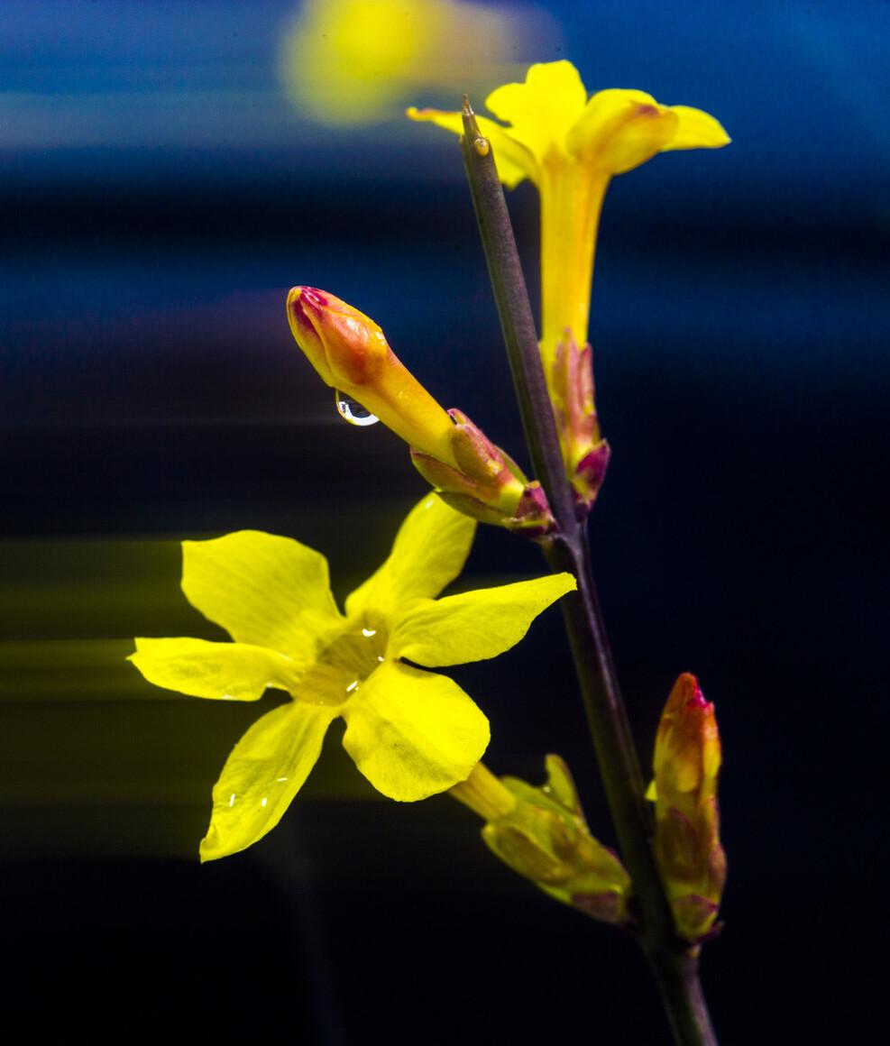 「迎春花」金英翠萼带春寒，黄色花中有几般？