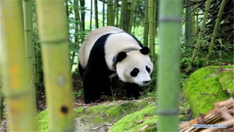 熊猫的特点和生活特征说明文（熊猫的日常生活和特点）