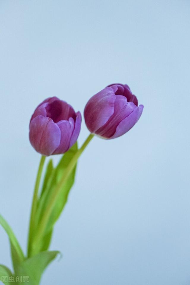 紫色郁金香的花语是什么（不同颜色的郁金香花语和寓意）