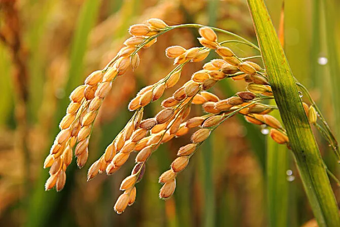 世界农业之最：最早种植水稻的国家