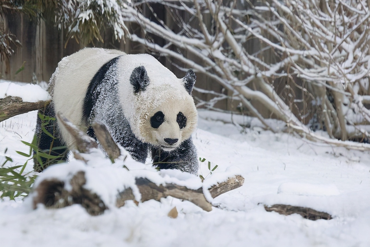 全球233个国家，为什么只有中国可以拥有“大熊猫”？