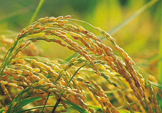 世界农业之最：最早种植水稻的国家