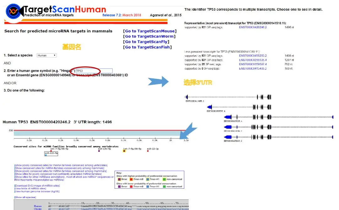 mirna靶基因分析套路（常用microRNA靶基因预测工具）