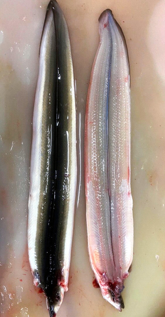 日本批发商将中国鳗鱼伪造成日本国产5年才被发现，负责人鞠躬道歉