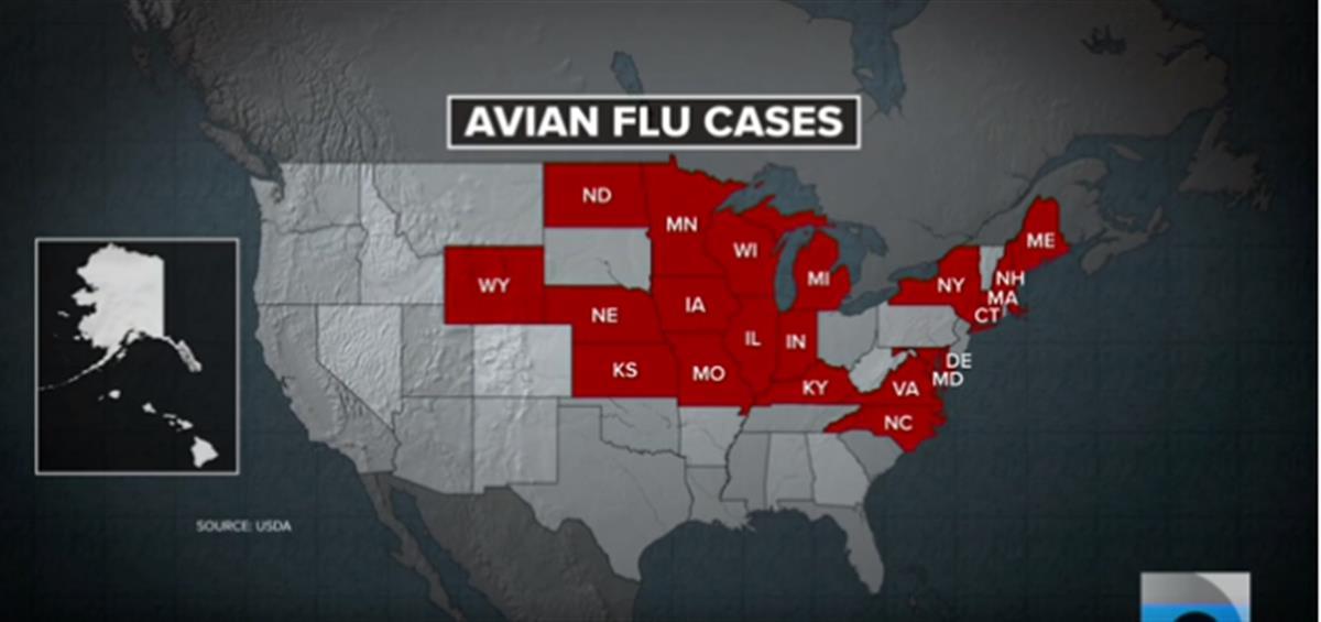 美国21州爆发最严重禽流感，美国人可能会吃不上“土鸡蛋”了