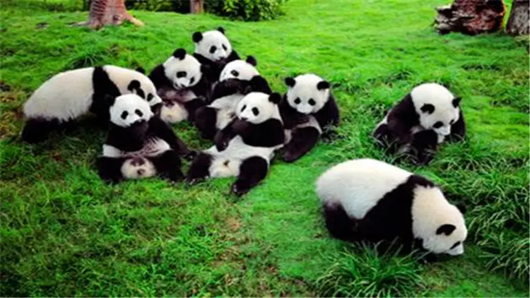 熊猫的特点和生活特征说明文（熊猫的日常生活和特点）