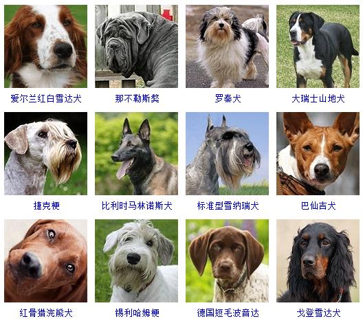 宠物狗品种图片大全价格（172种名犬图片及名字）