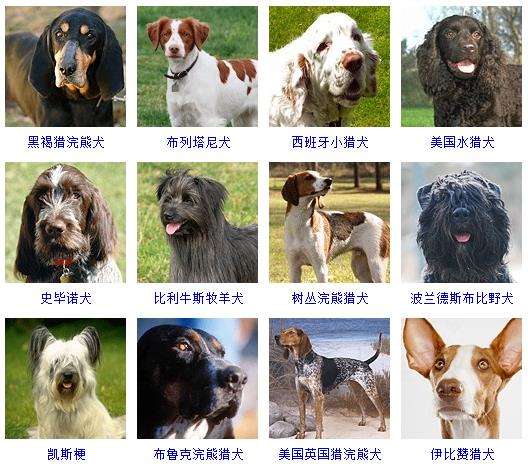 宠物狗品种图片大全价格（172种名犬图片及名字）