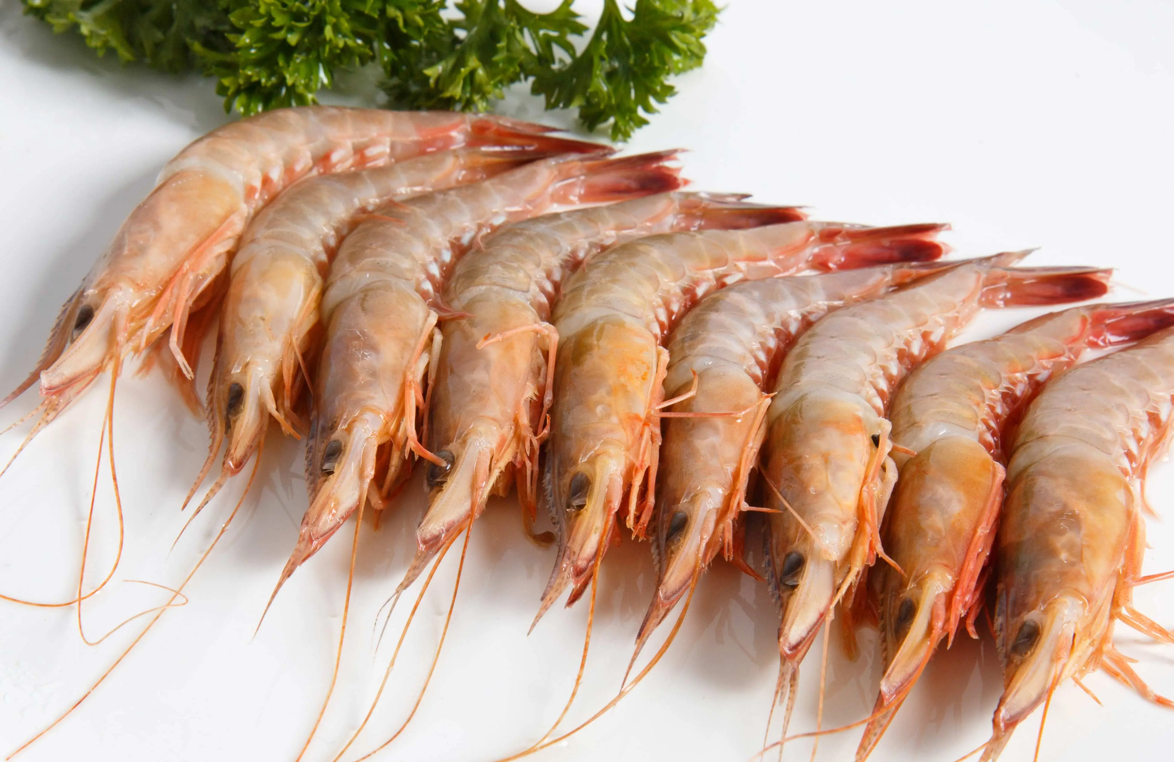 海虾和淡水虾的区别（海虾和淡水虾的营养价值区别）