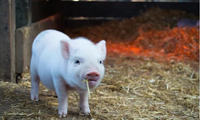 「双语精读」猪的英文竟然是hog？那pig有什么不同？