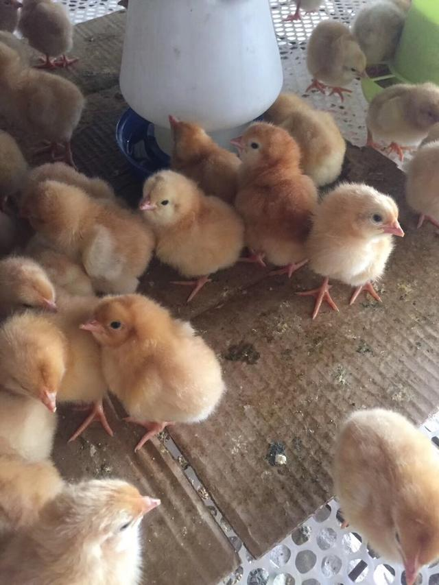 刚孵出来的小鸡怎么养，小鸡刚孵化出来应该怎么照顾