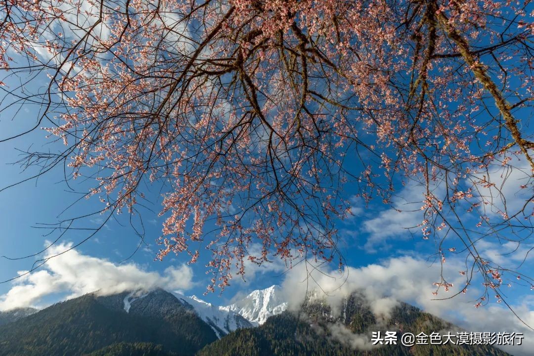 2022年林芝桃花节，最佳拍摄地点及摄影攻略