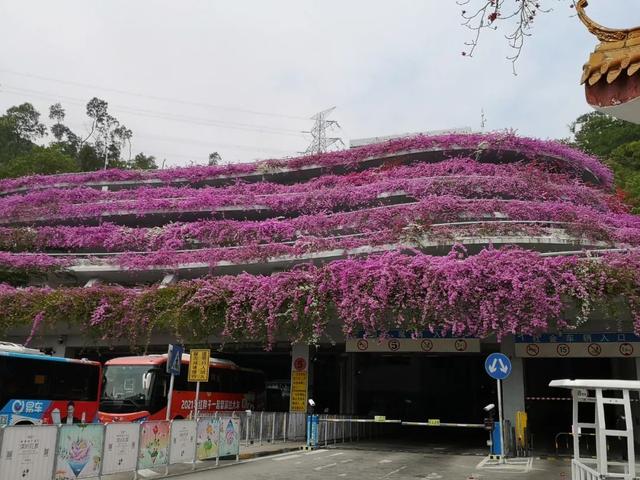 勒杜鹃是哪个城市市花