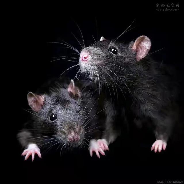 鼠笼子里放什么老鼠爱吃什么