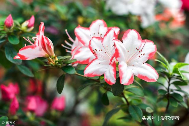 香港的市花是什么澳门的市花是什么