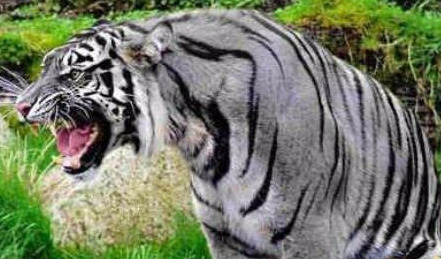 ​黑蓝虎灭绝了吗，疑似在世界上消失匿迹(传说动物)