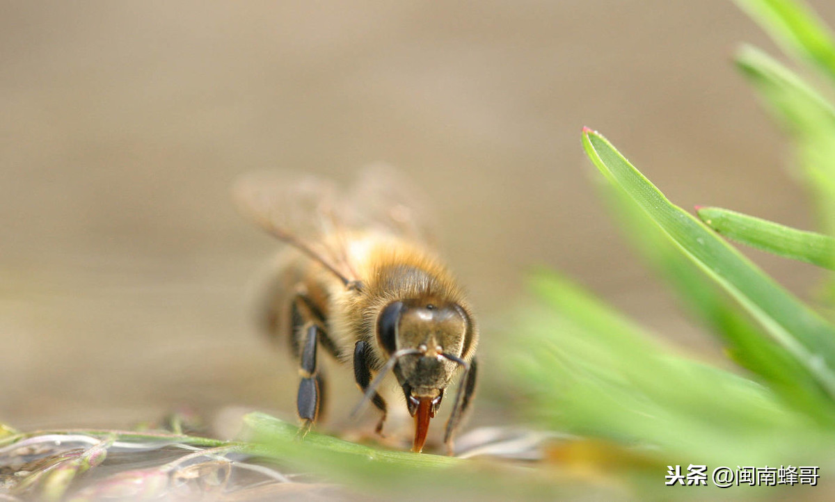 蜜蜂的外貌描写（蜜蜂的外形特点和生活特征）