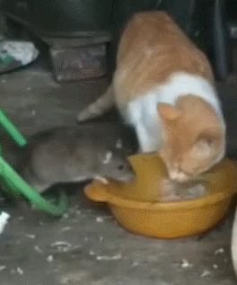鼠笼子里放什么老鼠爱吃什么