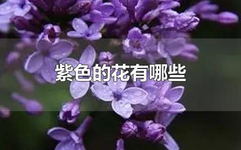 紫色的花有哪些,紫色花卉大全（所有紫色花的名字和图片）