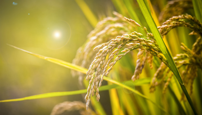 稻麦黍菽稷分别指什么农作物