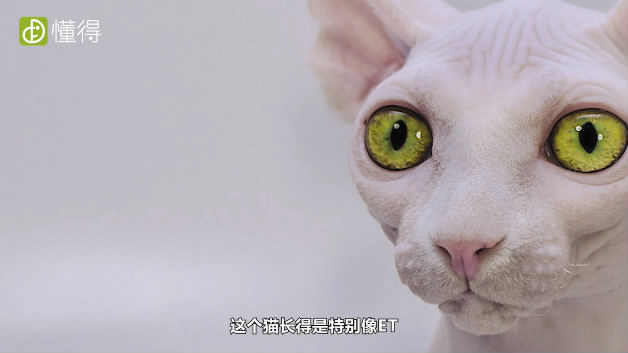 什么是斯芬克斯猫-长得特别像外星人