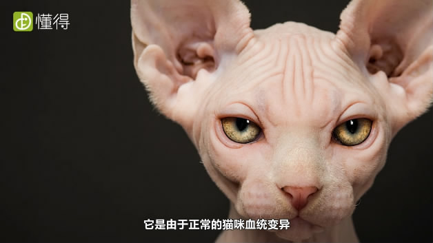 什么是斯芬克斯猫-是正常猫咪的血统变异而来