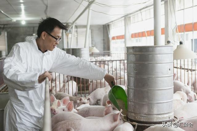 现在养猪怎么养什么地方可以建设,怎样养猪快大？