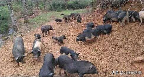 现在养猪怎么养什么地方可以建设,怎样养猪快大？