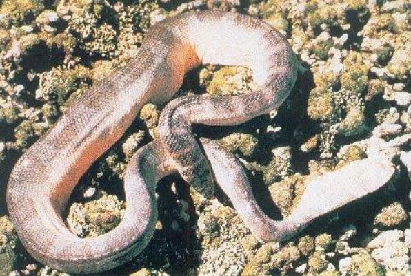 毒性最强的十大海蛇(世界毒王排名)