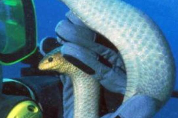 毒性最强的十大海蛇(世界毒王排名)