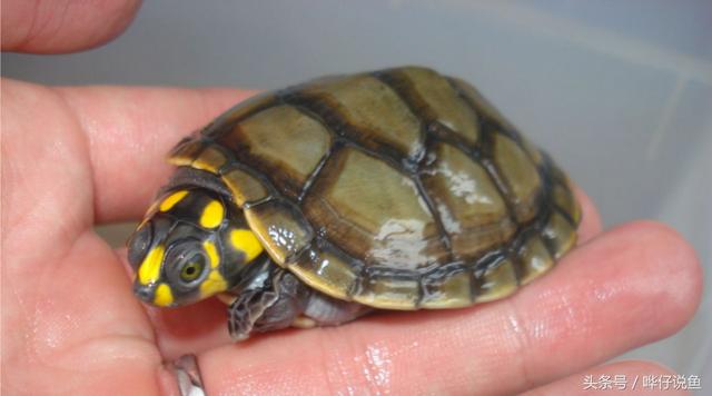 黄头龟一直养在水里会淹死吗