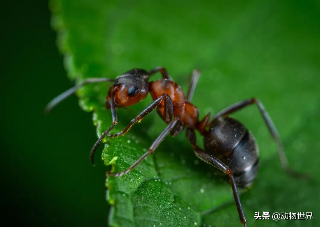 蚂蚁的样子描写（蚂蚁的特点和生活特征和外形）